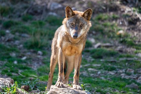 huella lobo|Lobo ibérico (Canis lupus signatus). Indicios de。